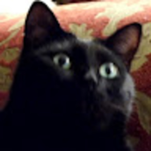bagheera88